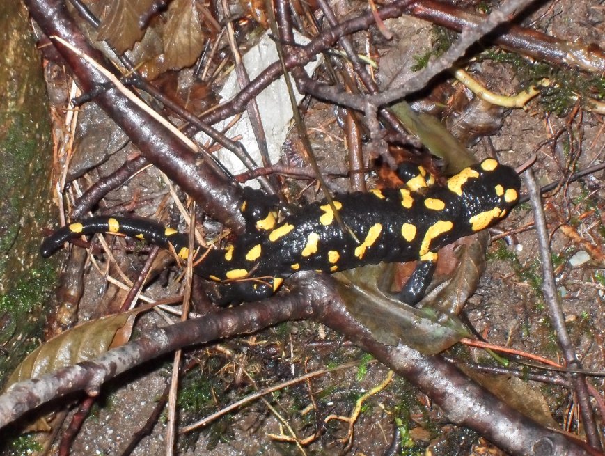 Vecchia conoscenza... ovvero salamandra (quasi) stanziale